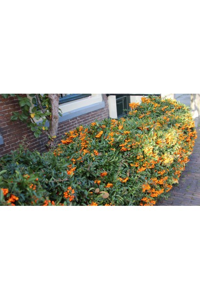 Піраканта Солейл Дор: декоративна й стійка рослина для яскравих садових композицій.