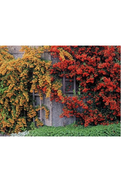 Піраканта Солейл Дор: яскравий чагарник з золотистими ягодами, що додає сонячного кольору вашому саду.