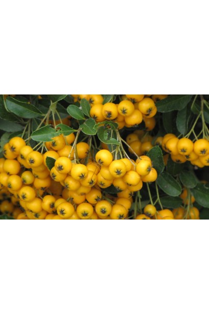 Ягоди піраканти Солейл Дор: теплі золотисті відтінки, які додають кольору осінньому саду.