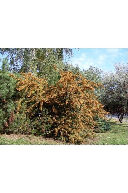 Пираканта Солейл Дор: ідеальний чагарник для створення сонячного акценту у саду або на подвір’ї.