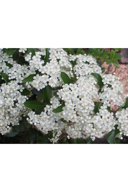 Цвітіння піраканти Солейл Дор: ніжні білі квіти, що утворюють яскравий контраст з золотистими ягодами.