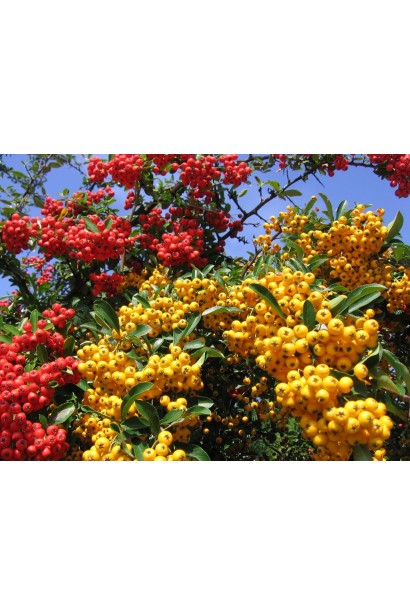 Ягоди піраканти Солейл Дор: золотисто-жовті плоди, що привертають увагу і прикрашають сад цілий рік.