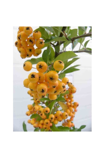 Ягоди піраканти: золотисто-жовті плоди, що зберігають свою красу навіть після цвітіння.