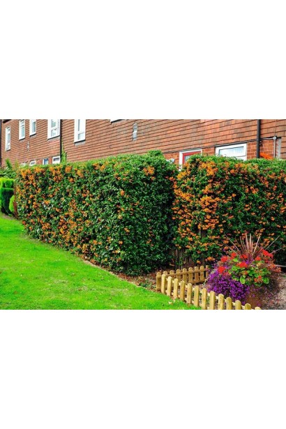 Піраканта Солейл Дор: компактний чагарник, який додає кольору і текстури в ландшафт.