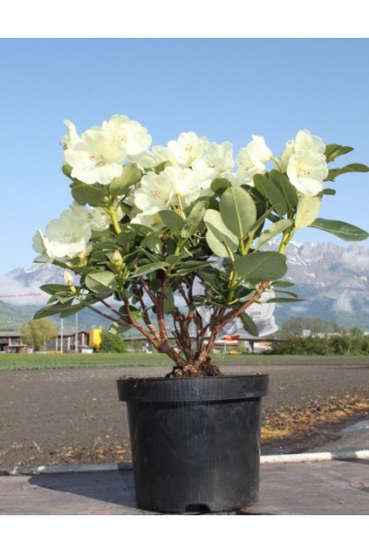 Саджанець Rhododendron Goldkrone із яскраво-жовтими квітами.