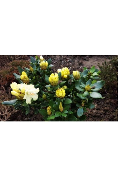 Кущ Goldkrone чудово пасує для садів і парків.