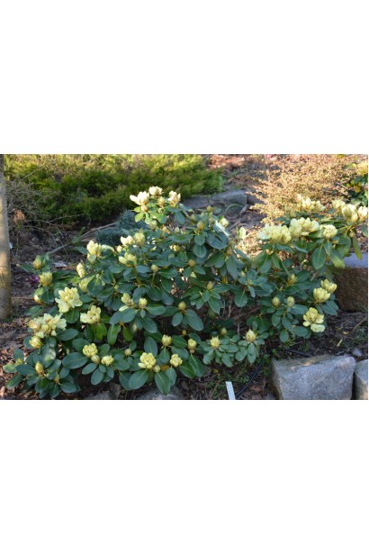 Кущ Rhododendron Goldkrone із густим блискучим листям.