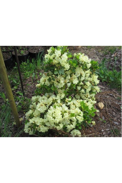 Кущ Goldkrone створює контраст серед зелені.