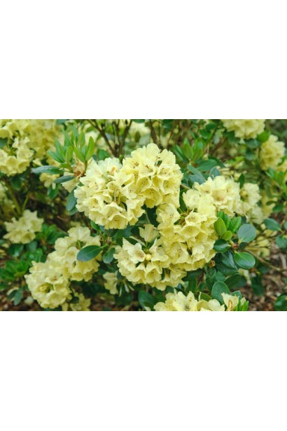 Rhododendron Goldkrone