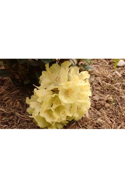 Рододендрон Голдкрон (жовтий)