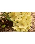 Рододендрон Голдкрон (желтый) | Rhododendron Goldkrone | Рододендрон Голдкрон (жовтий)