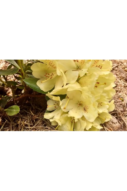 Голдкрон – жовтоквітучий рододендрон для елегантного дизайну.Голдкрон – жовтоквітучий рододендрон для елегантного дизайну.