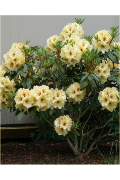 Rhododendron Goldkrone