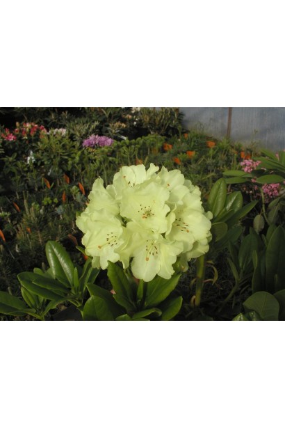 Рододендрон Голдкрон (жовтий)