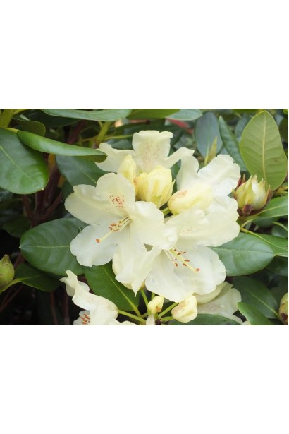 Рододендрон Голдкрон (жовтий)