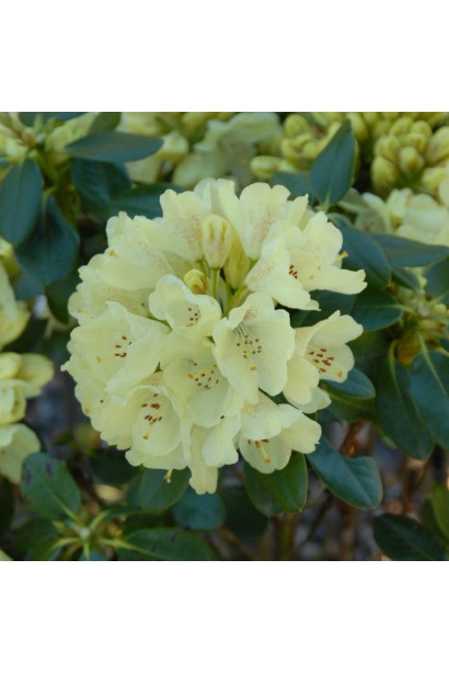 Яскраво-жовті квіти рододендрону Голдкрон