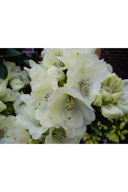 Рододендрон Голдкрон (жовтий)