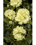 Рододендрон Голдкрон (желтый) | Rhododendron Goldkrone | Рододендрон Голдкрон (жовтий)