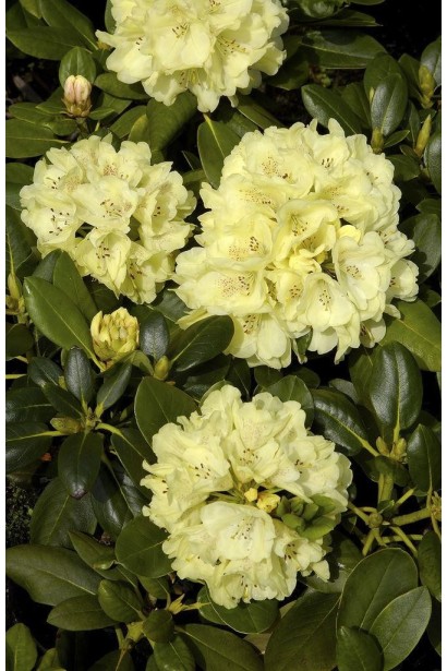 Жовті квіти Goldkrone додають барвистості садовій композиції.