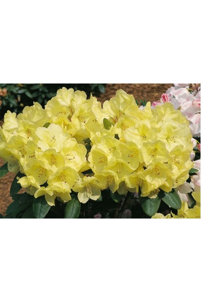 Рододендрон Голдкрон створює сонячний акцент у ландшафті.