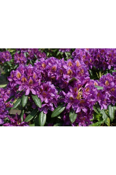 Rhododendron Marcel Menard