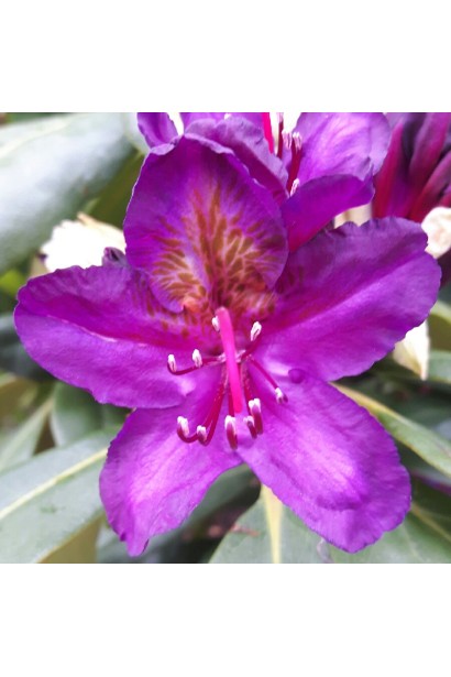 Гібридний рододендрон Марсель Менард для стильного дизайну.