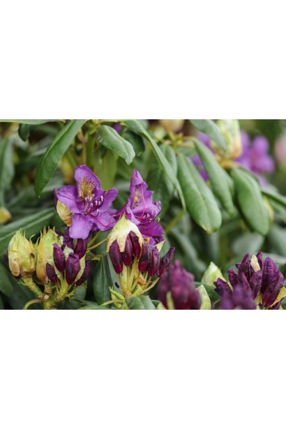 Рододендрон гібридний Марсель Менард