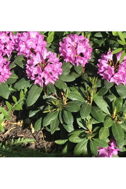 Rhododendron Marcel Menard