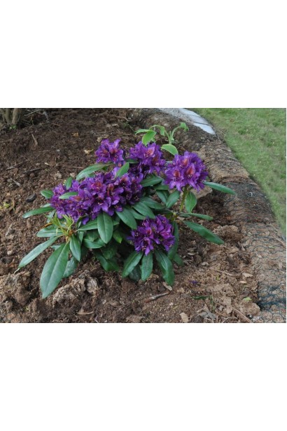 Гібридний рододендрон Марсель Менард прикрашає будь-який ландшафт.