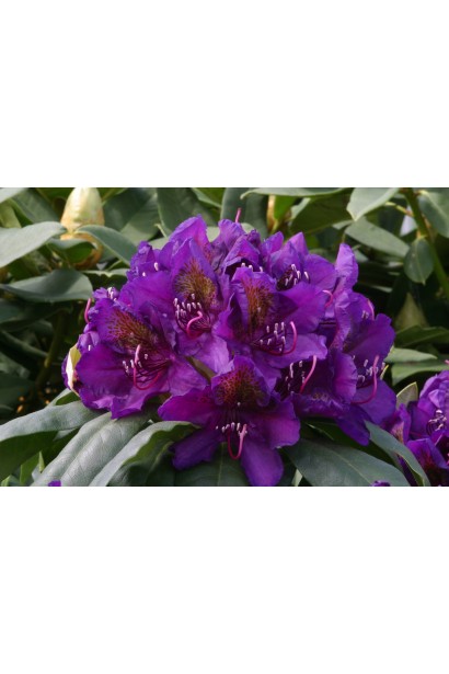 Marcel Menard – розкішний вибір для квітучого пейзажу.