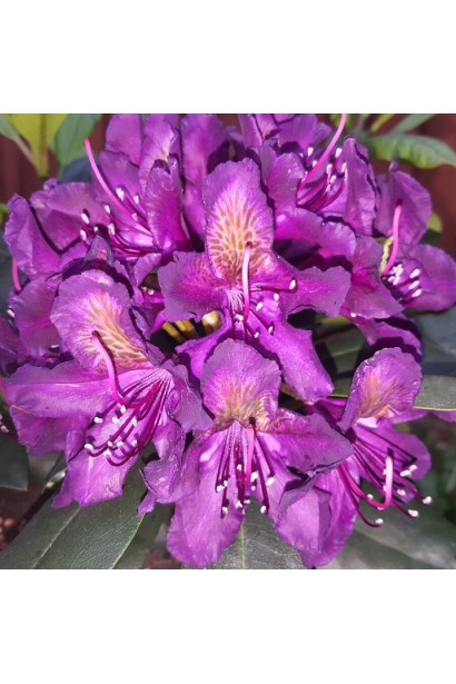 Квіти Рододендрон Marcel Menard