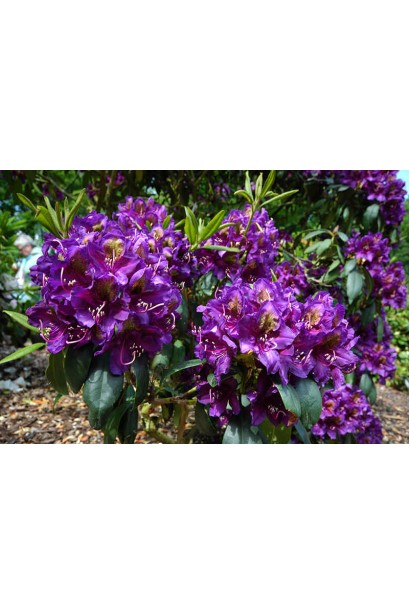 Саджанець Rhododendron Marcel Menard із насиченим бузковим цвітом.