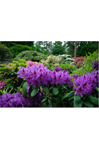 Квіти Marcel Menard створюють чарівний акцент у саду.