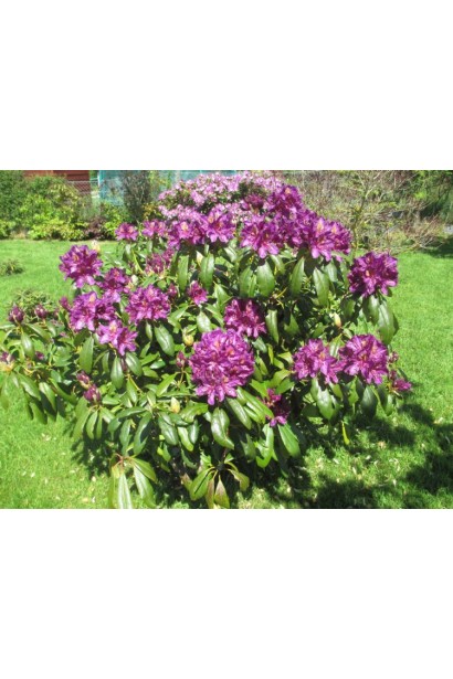 Азалія Марсель Менард з ефектними великими суцвіттями.