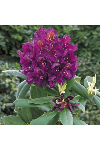 Рододендрон гібридний Марсель Менард