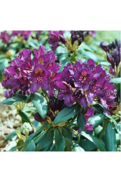 Рододендрон гібридний Марсель Менард