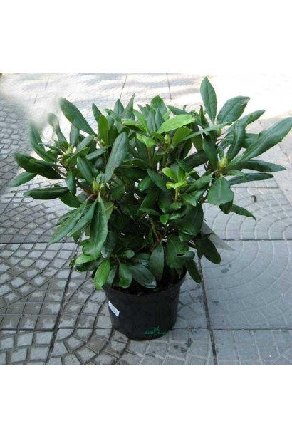 Кущ рододендрону Marcel Menard із блискучим зеленим листям.