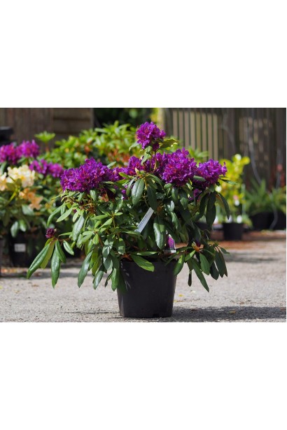 Рододендрон Marcel Menard у контейнері готовий до посадки.