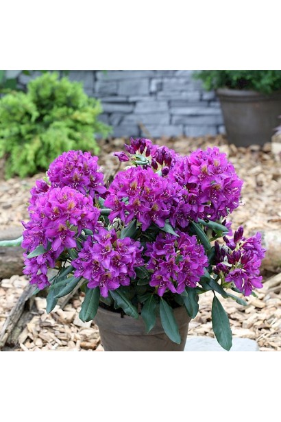 Квіти Марсель Менард надають саду елегантності.