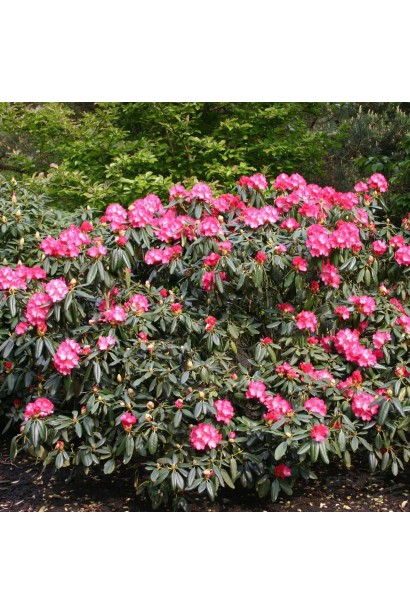 Rhododendron Fantastica прикрашає сад яскравими квітами.