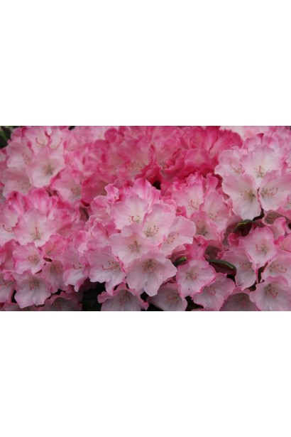 Фантастичний рожево-білий цвіт прикрашає весняний сад.