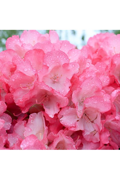 Rhododendron Fantastica