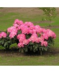 Рододендрон Фантастика | Rhododendron Fantastica