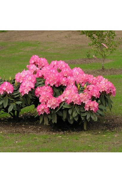 Rhododendron Fantastica чудово доповнює весняний ландшафт.
