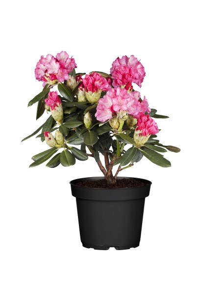 Саджанці Fantastica у контейнерах чекають у садовому центрі.