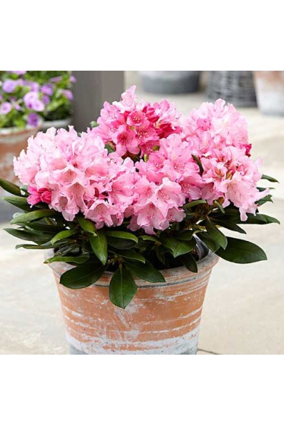 Rhododendron yakushimanum Fantastica