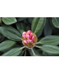 Рододендрон Фантастика | Rhododendron Fantastica
