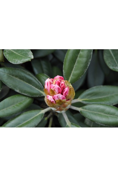 Листя Rhododendron Fantastica густе, темно-зелене, блискуче.