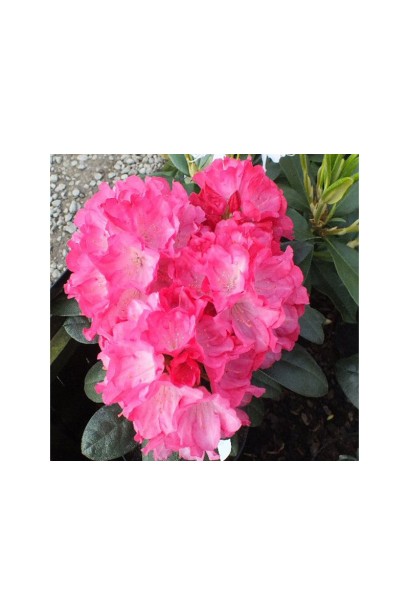 Квітучий Rhododendron Fantastica – головний акцент у композиції.