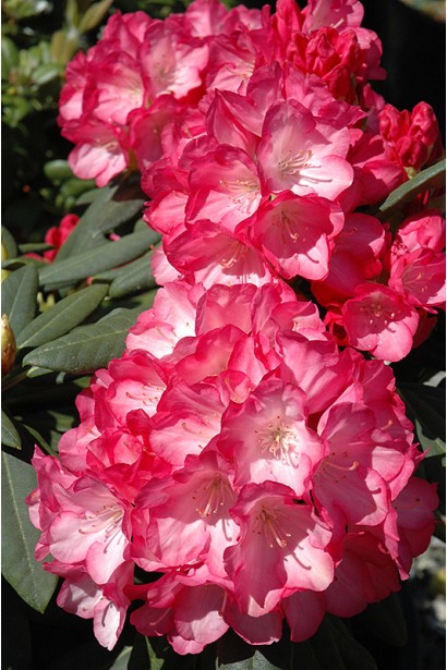 Кущ Fantastica ідеальний для створення яскравих акцентів.